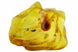 Fossil Beetle (Coleoptera) In Baltic Amber #120597-3